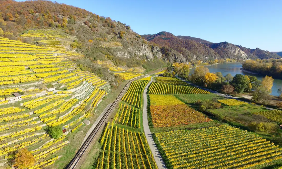 Terraced vineyards in autumn colours above the Danube in the Wachau valley near Dürnstein